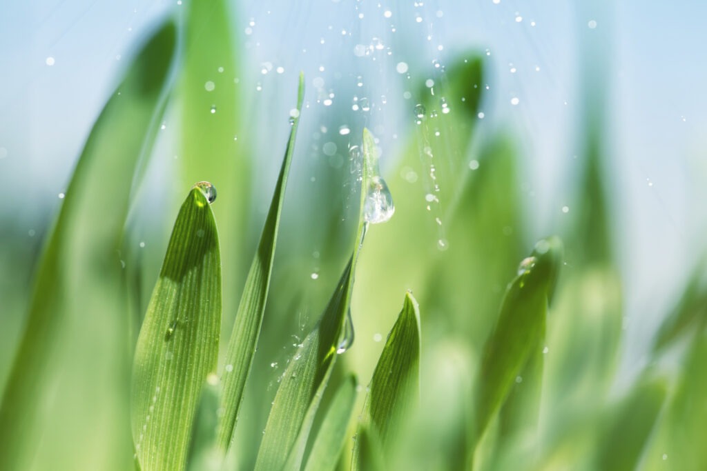 Close-up of green grass blades with water droplets suspended and falling. The background is softly blurred with a light blue sky, giving a fresh and vibrant feel to the image. The sunlight highlights the details and textures of the grass and water.