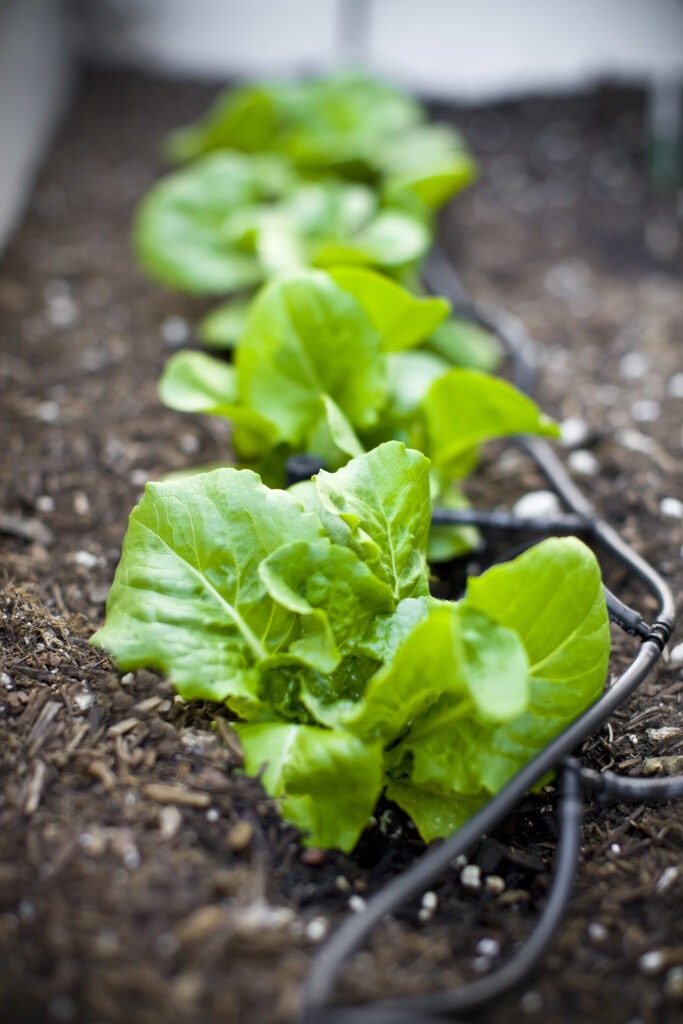 A row of fresh green lettuce plants growing in the soil, with a drip irrigation system running alongside them. The leaves are healthy and vibrant, with brown mulch visible in the garden bed.